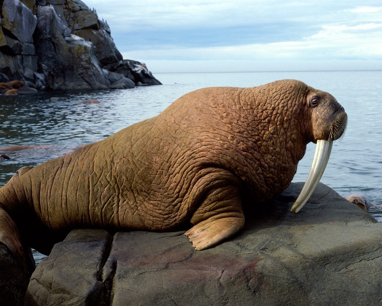 海洋生物壁紙精選(三) #3 - 1280x1024