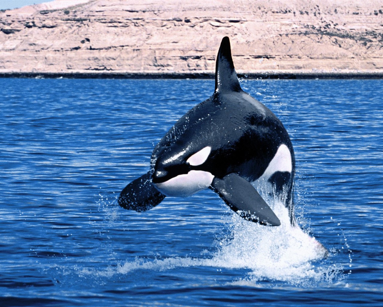 Marine Life Wallpaper Selection (3) #4 - 1280x1024