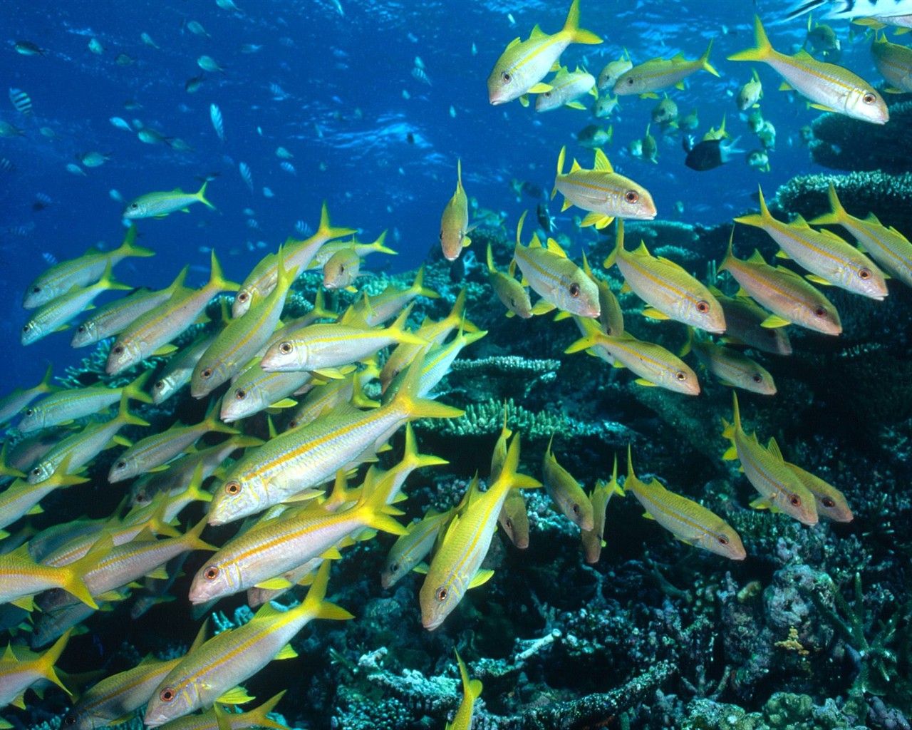 海洋生物壁紙精選(三) #5 - 1280x1024