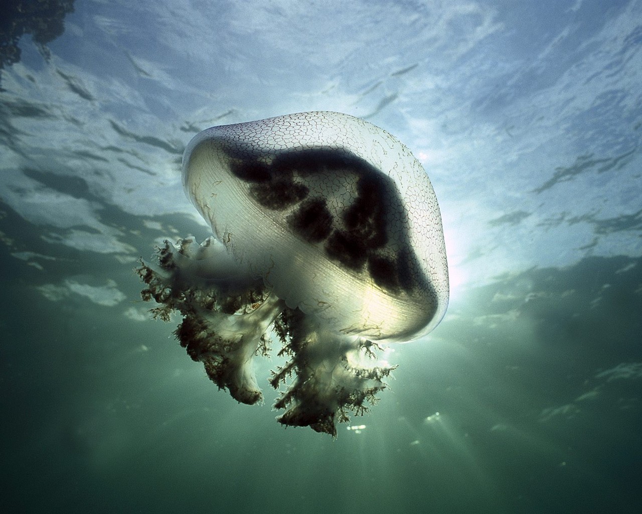 Marine Life Wallpaper Selection (3) #13 - 1280x1024
