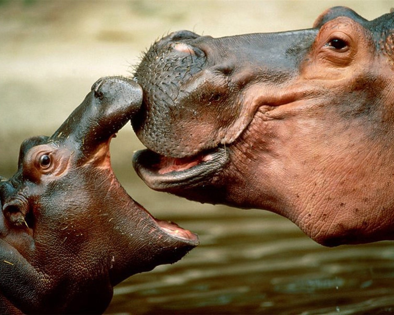 Hippo Foto Wallpaper #2 - 1280x1024