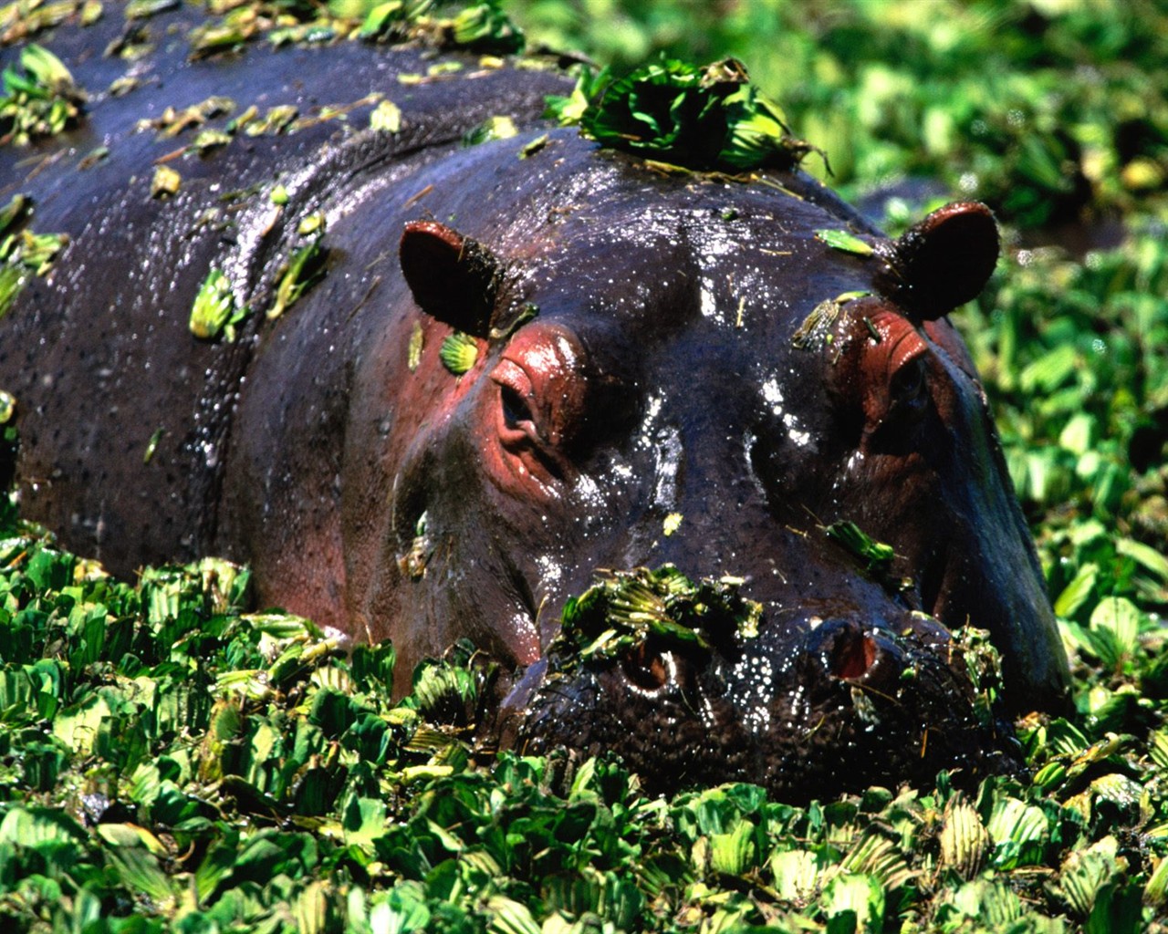Hippo Foto Wallpaper #4 - 1280x1024