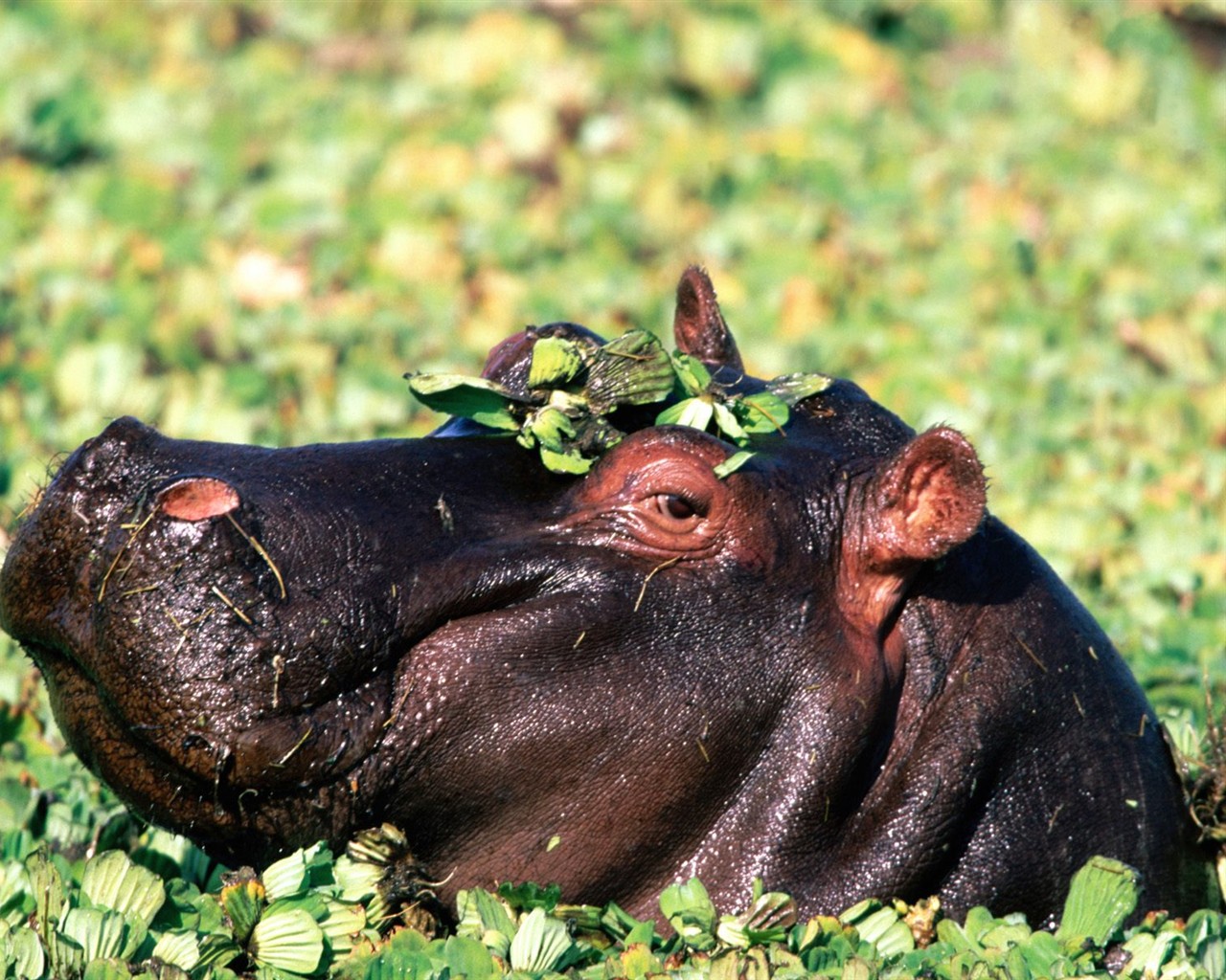 Hippo Foto Wallpaper #6 - 1280x1024