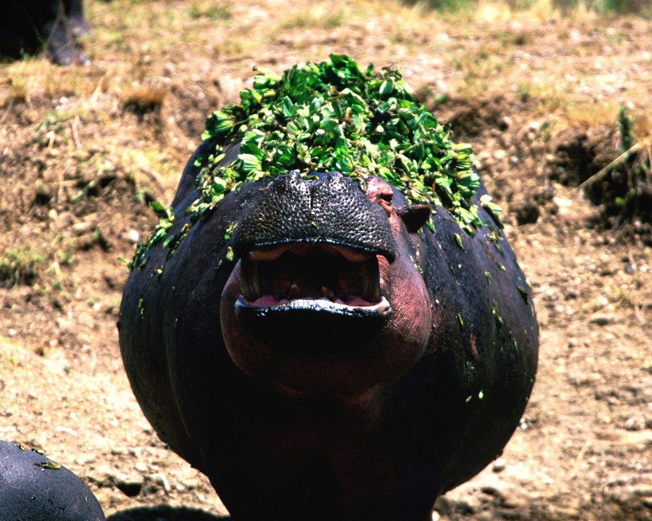 Hippo Foto Wallpaper #9 - 1280x1024