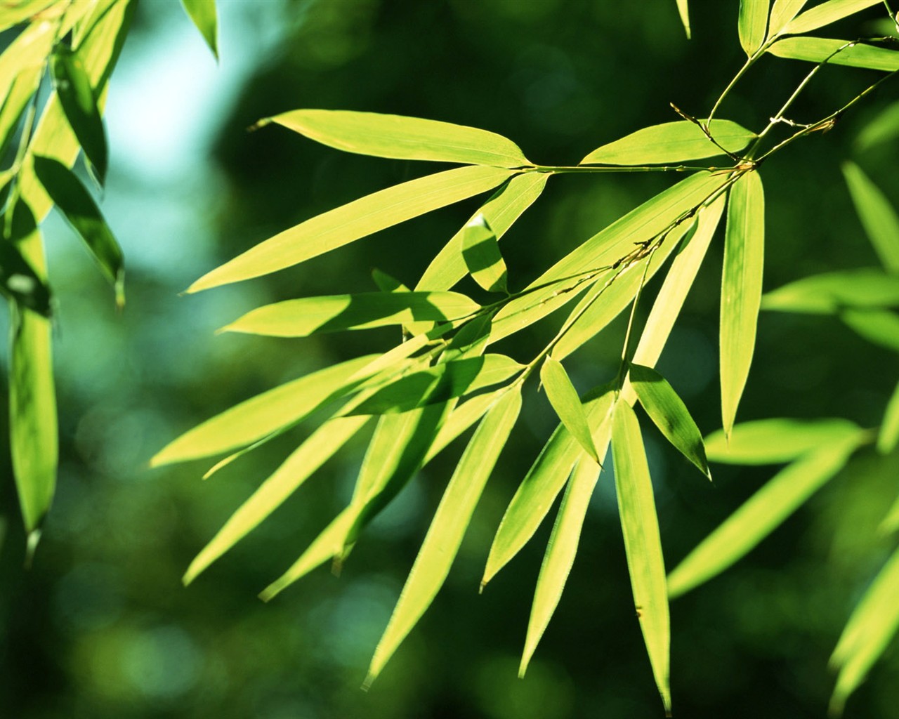 Green bamboo wallpaper #1 - 1280x1024