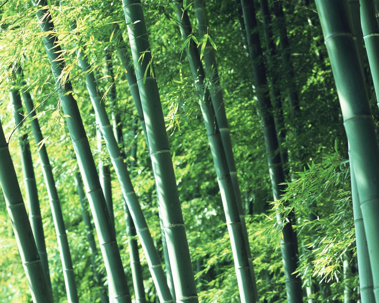 Green bamboo wallpaper #2 - 1280x1024