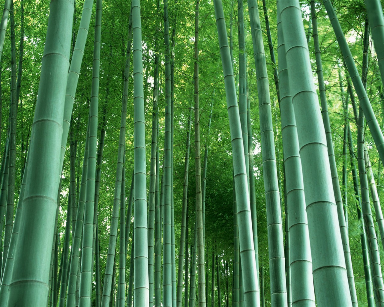 Papel tapiz verde de bambú #3 - 1280x1024