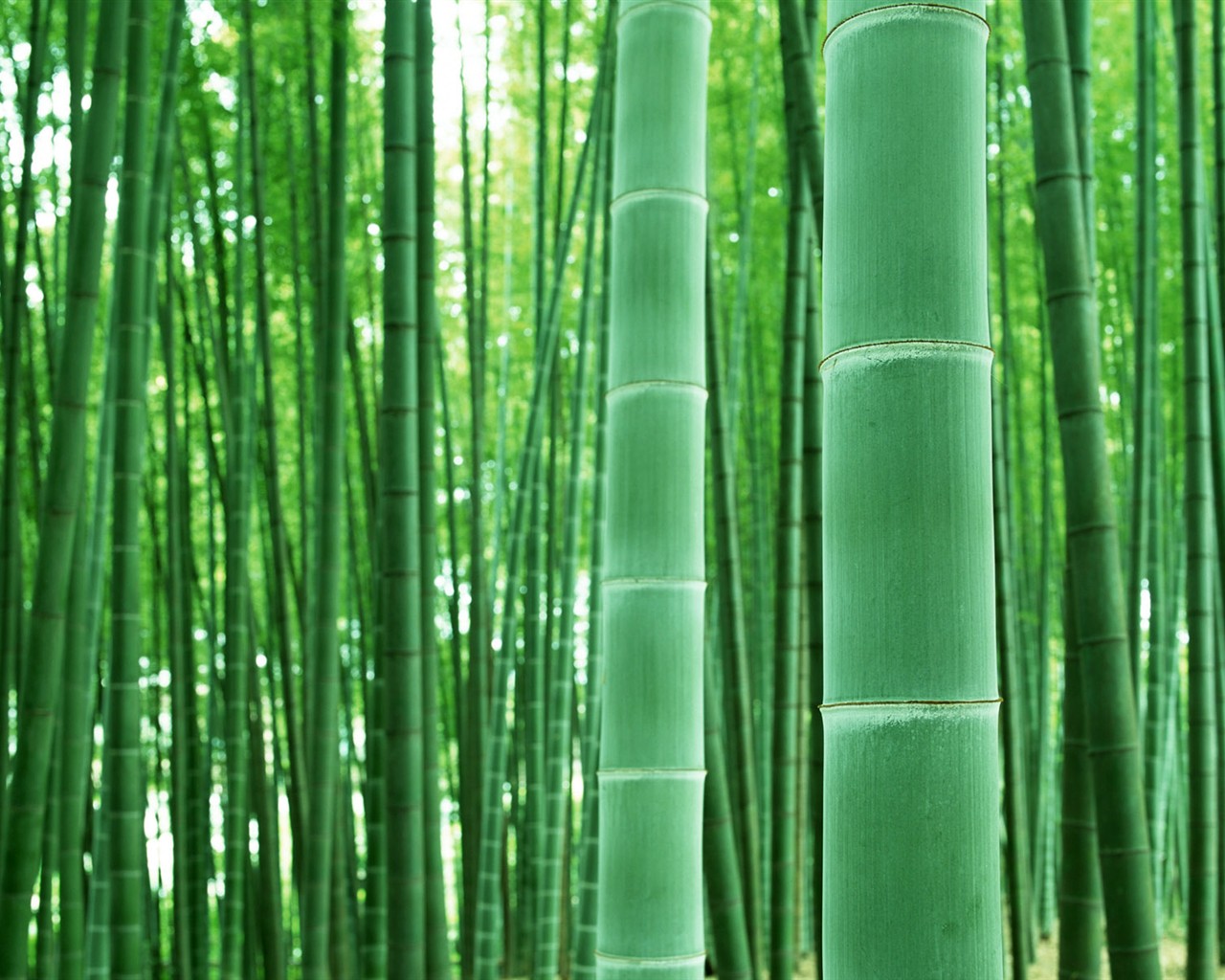 Green bamboo wallpaper #4 - 1280x1024