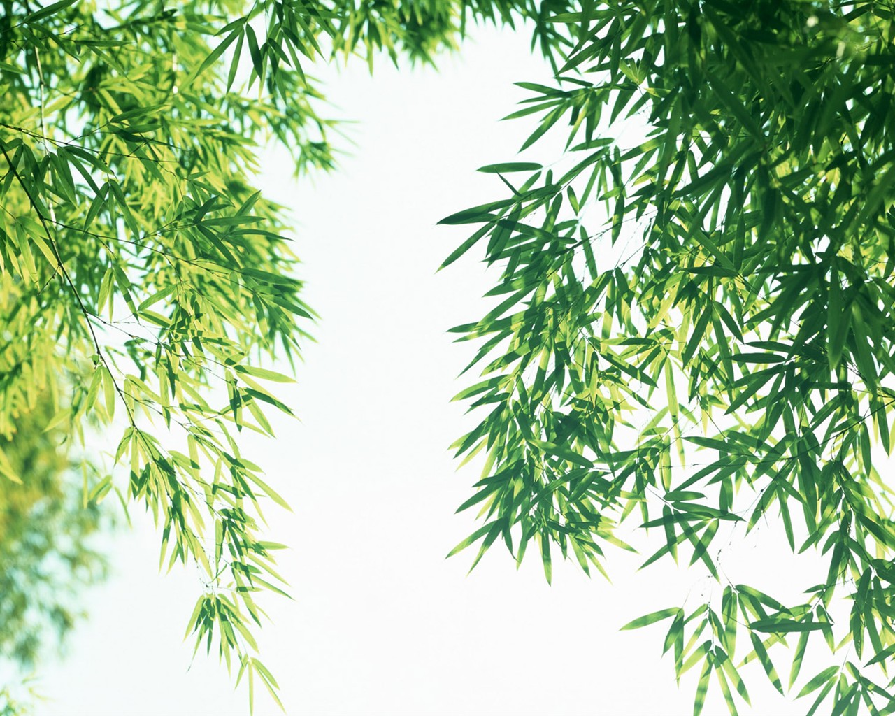 綠色竹情壁紙專輯 #5 - 1280x1024