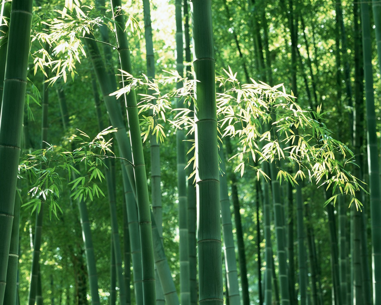 Zelená bambusové tapety #6 - 1280x1024