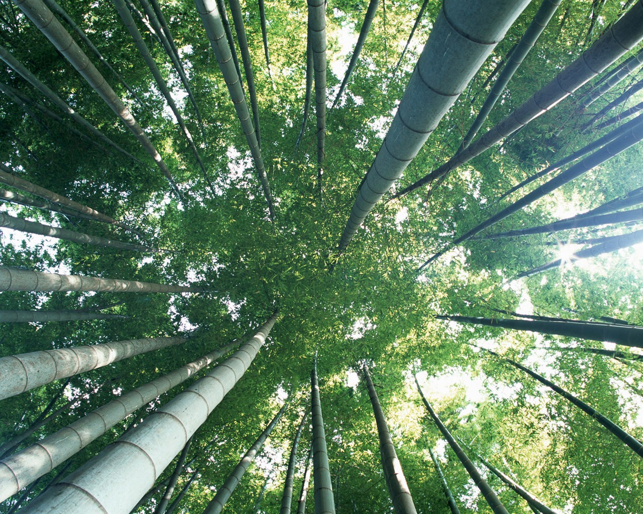 Fond d'écran de bambou vert #7 - 1280x1024