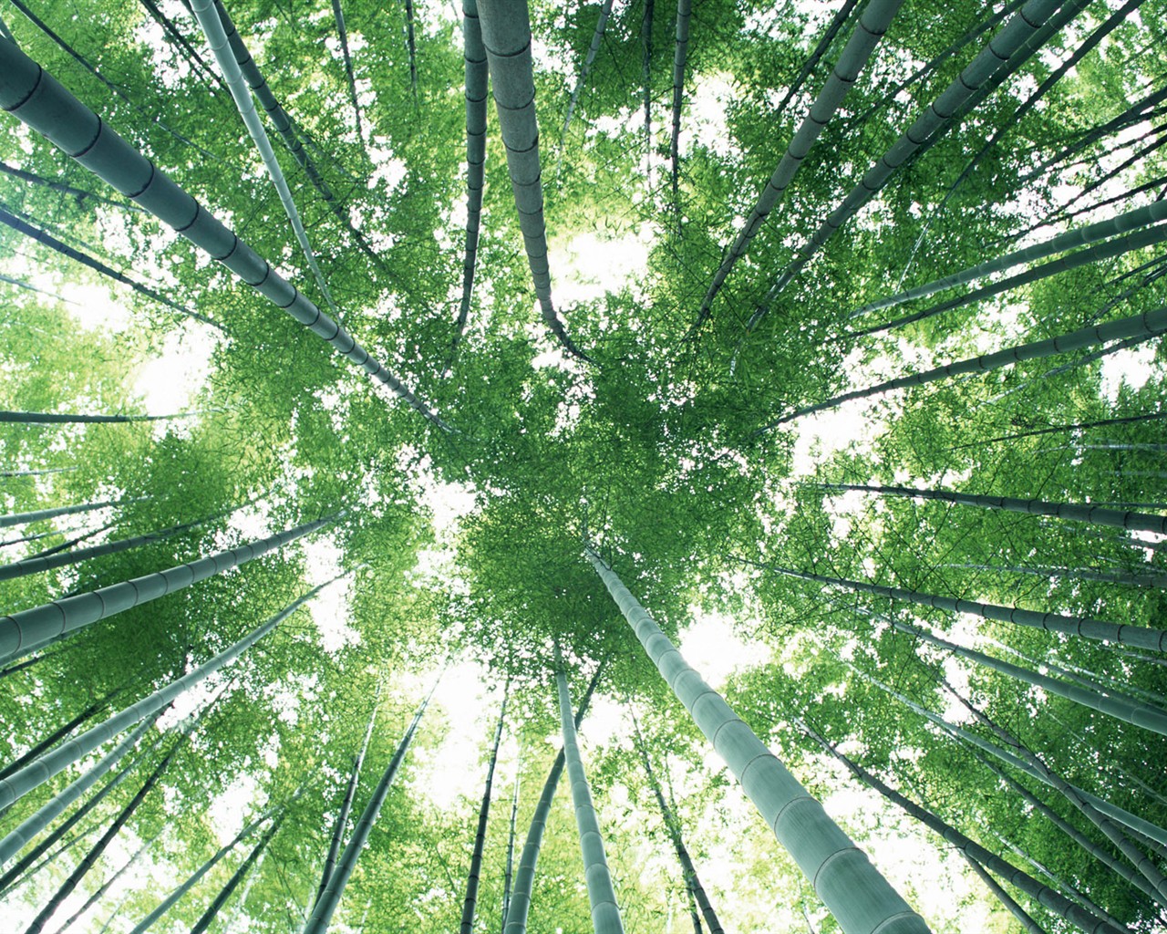 Green bamboo wallpaper #8 - 1280x1024