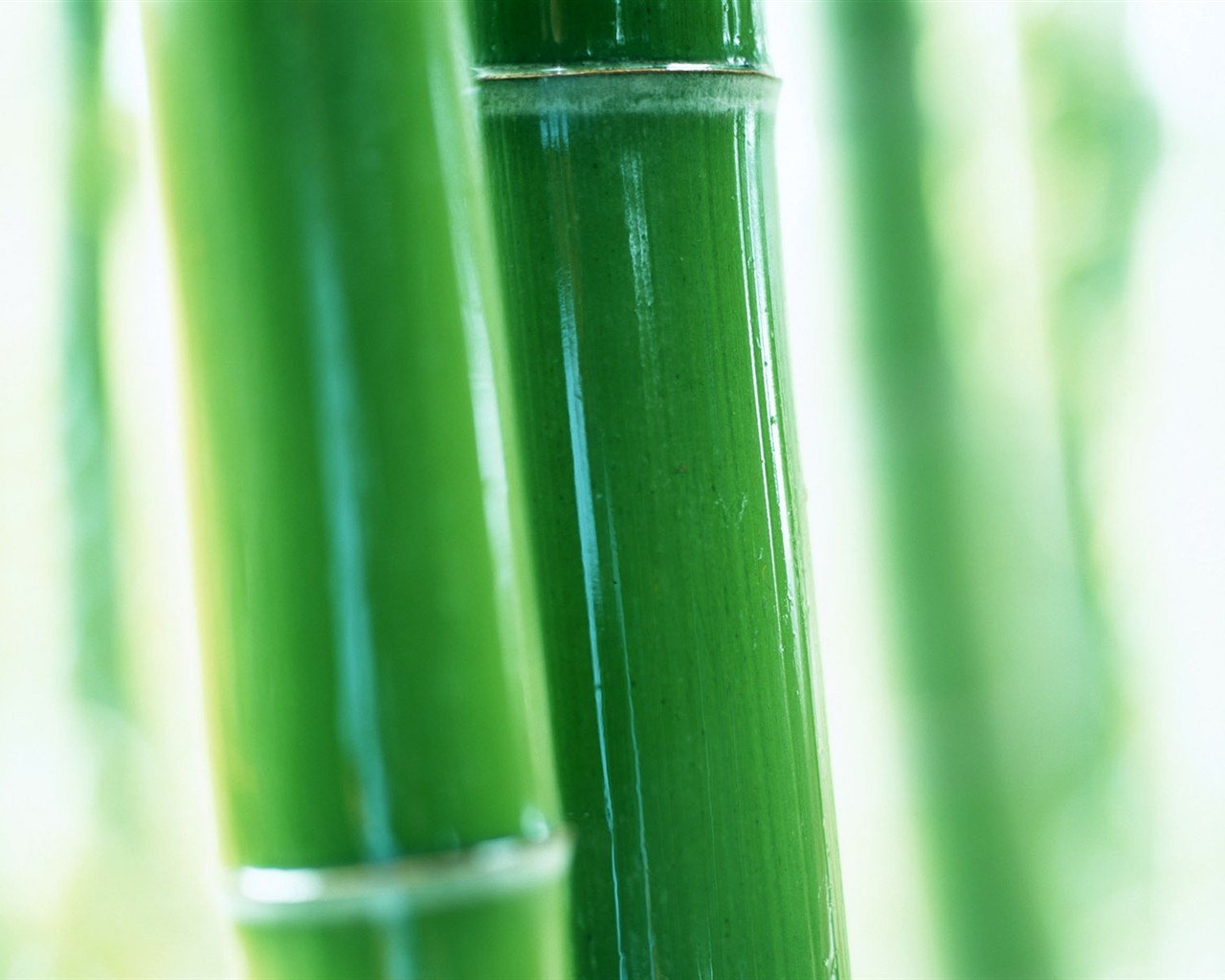 Papel tapiz verde de bambú #9 - 1280x1024