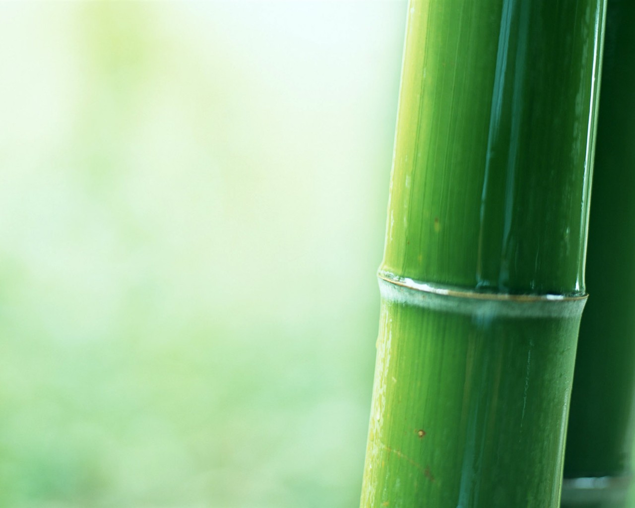 Papel tapiz verde de bambú #10 - 1280x1024
