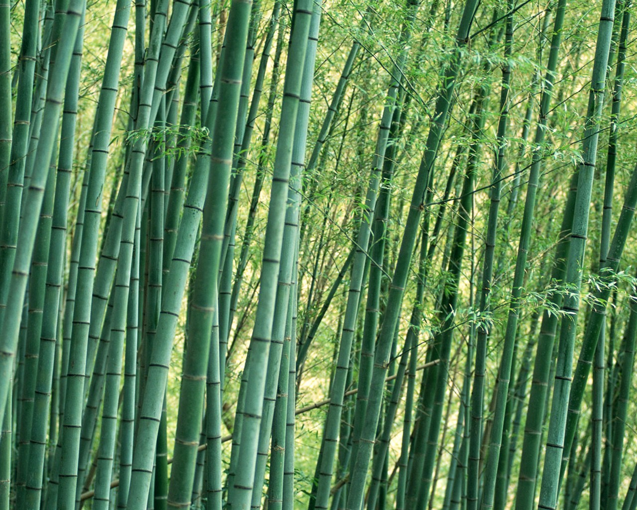 Papel tapiz verde de bambú #11 - 1280x1024