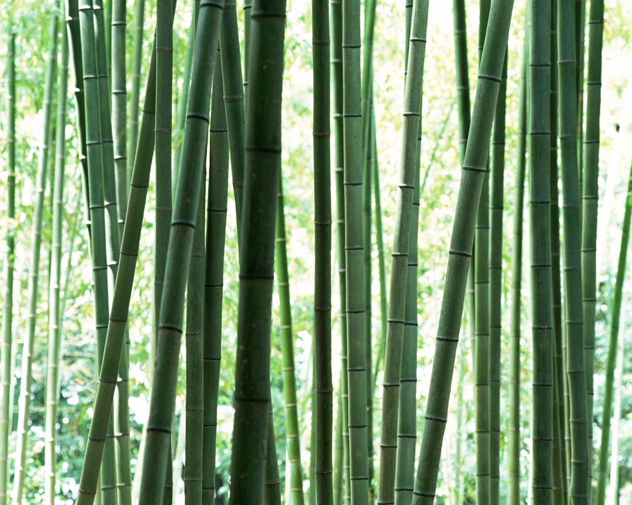 Papel tapiz verde de bambú #12 - 1280x1024
