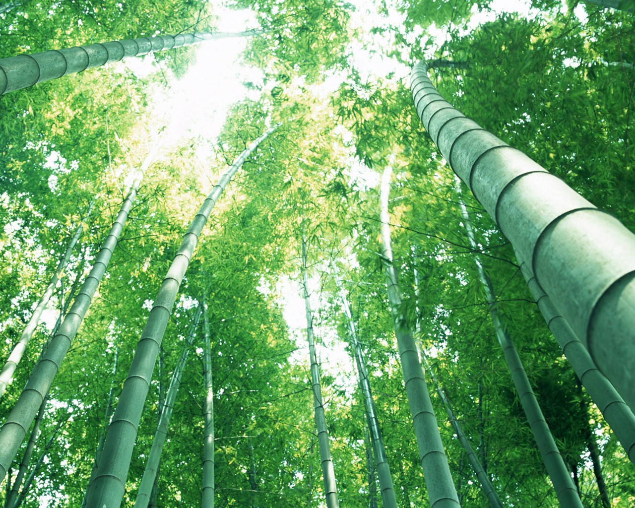 Green bamboo wallpaper #14 - 1280x1024