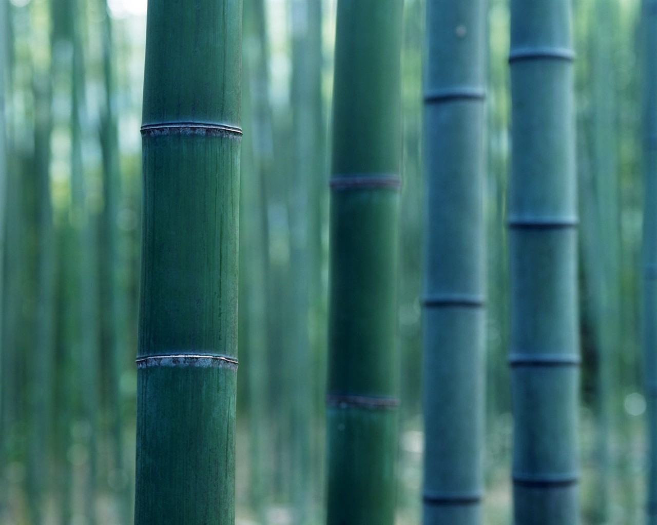 Papel tapiz verde de bambú #15 - 1280x1024