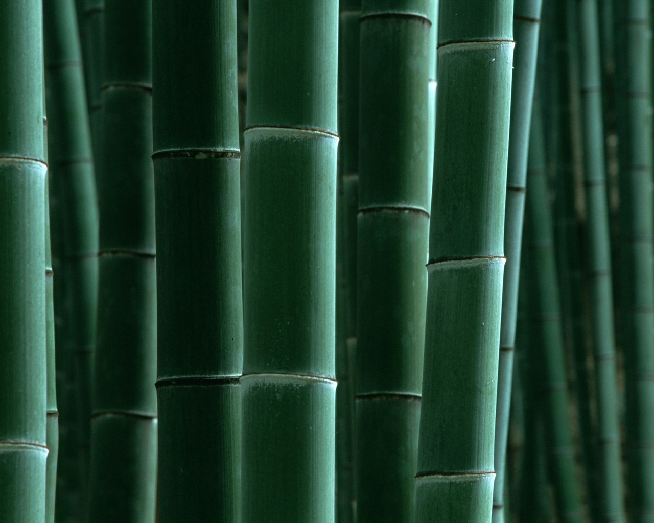 Green bamboo wallpaper #16 - 1280x1024