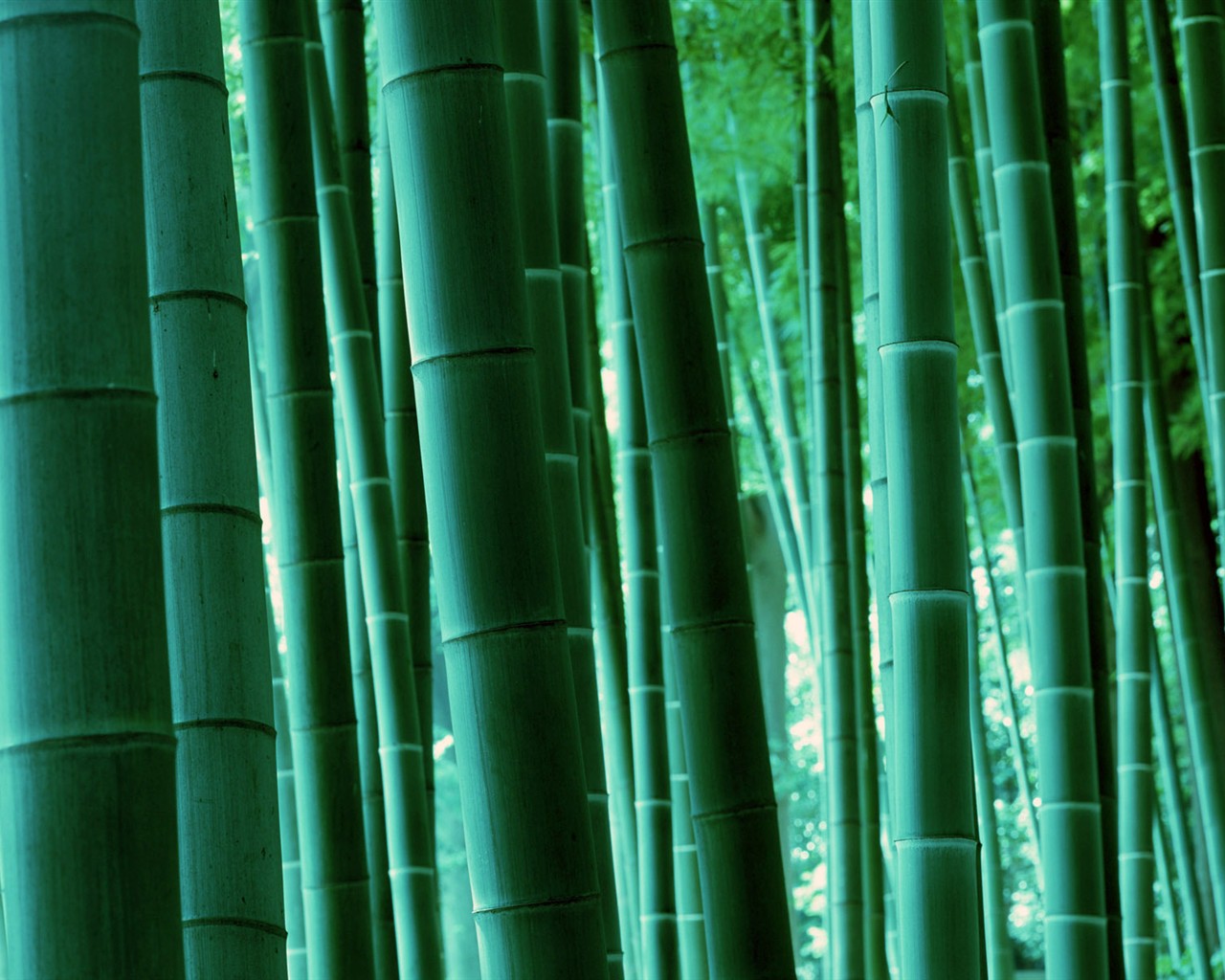 Papel tapiz verde de bambú #17 - 1280x1024