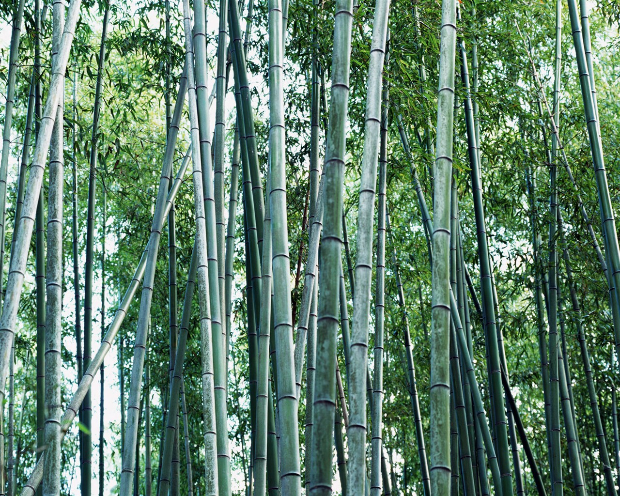 Papel tapiz verde de bambú #18 - 1280x1024