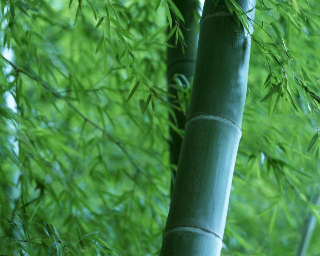 Green bamboo wallpaper #19 - 1280x1024