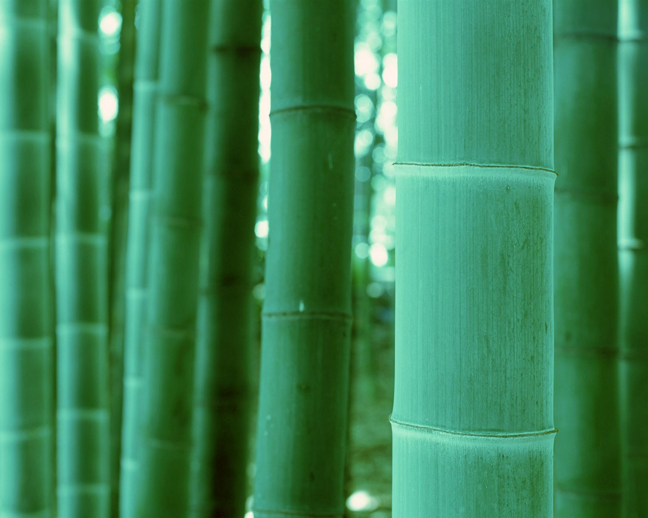 Papel tapiz verde de bambú #20 - 1280x1024