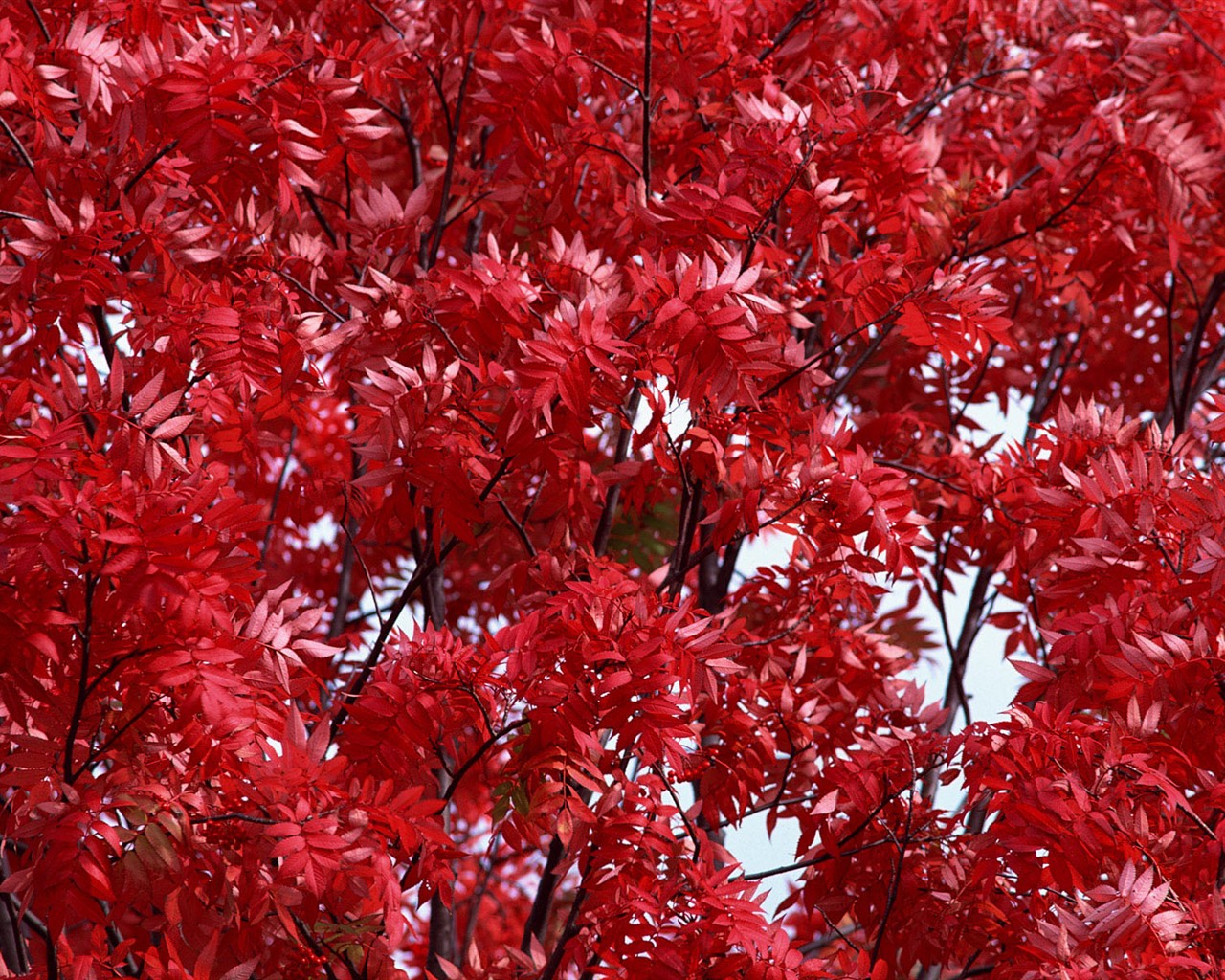 紅葉高清壁紙專輯 #2 - 1280x1024