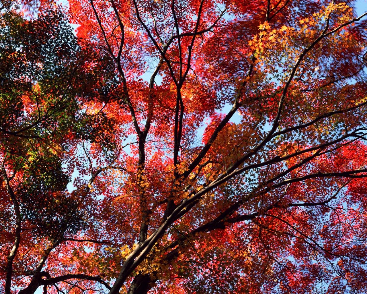 紅葉高清壁紙專輯 #4 - 1280x1024