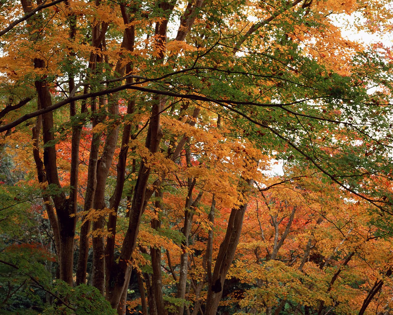 紅葉高清壁紙專輯 #5 - 1280x1024