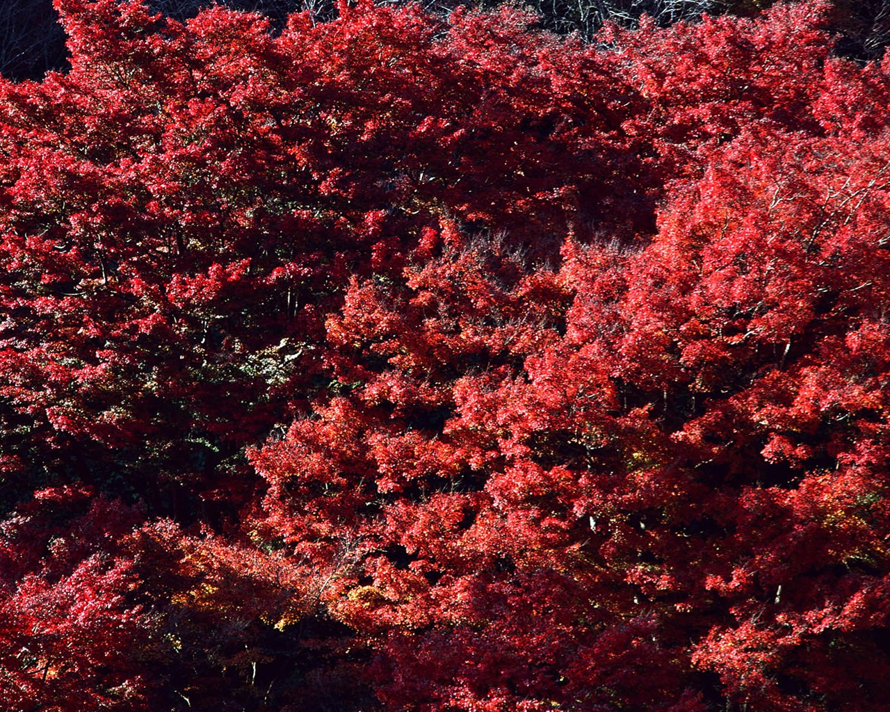 紅葉高清壁紙專輯 #7 - 1280x1024