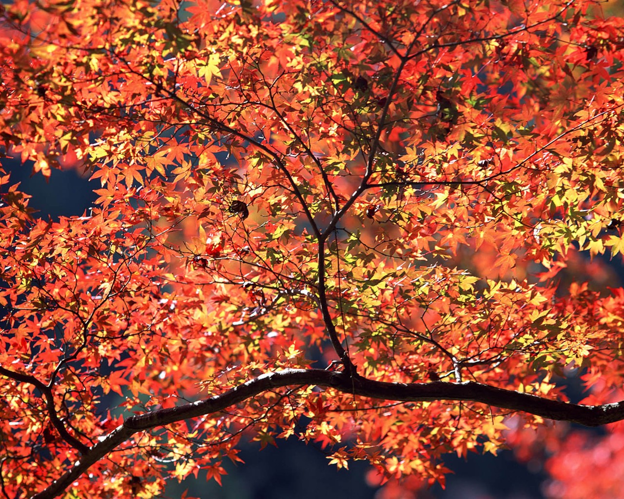 Listy HD Tapety Album #9 - 1280x1024