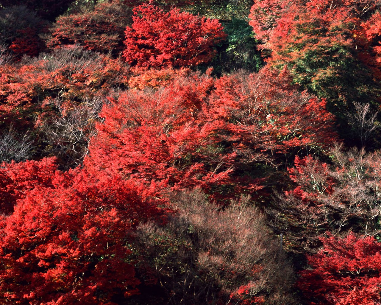 Leaves HD Wallpapers Album #12 - 1280x1024