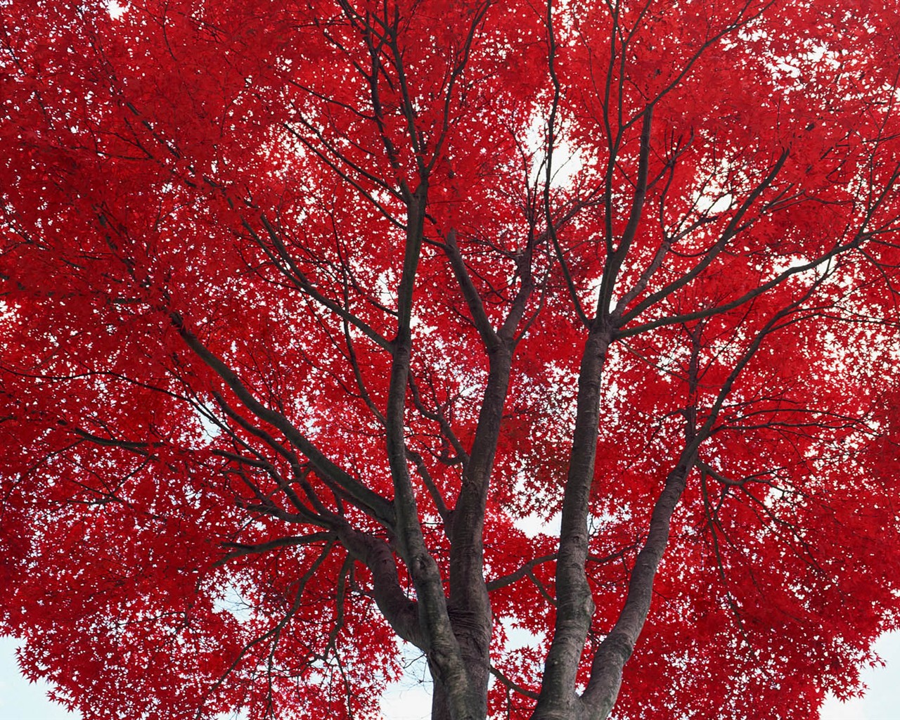 Leaves HD Wallpapers Album #14 - 1280x1024