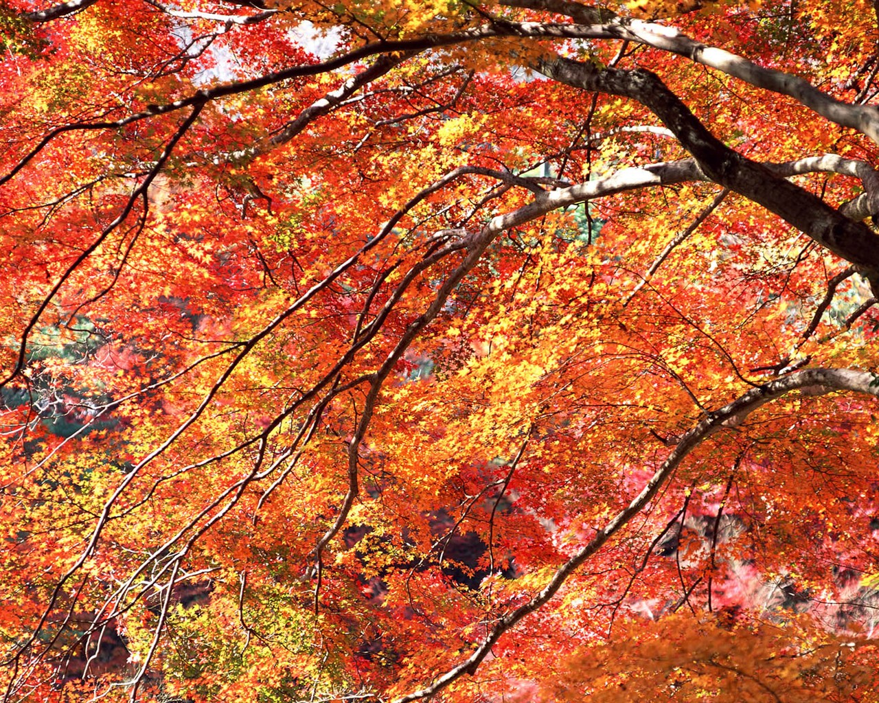 Listy HD Tapety Album #20 - 1280x1024