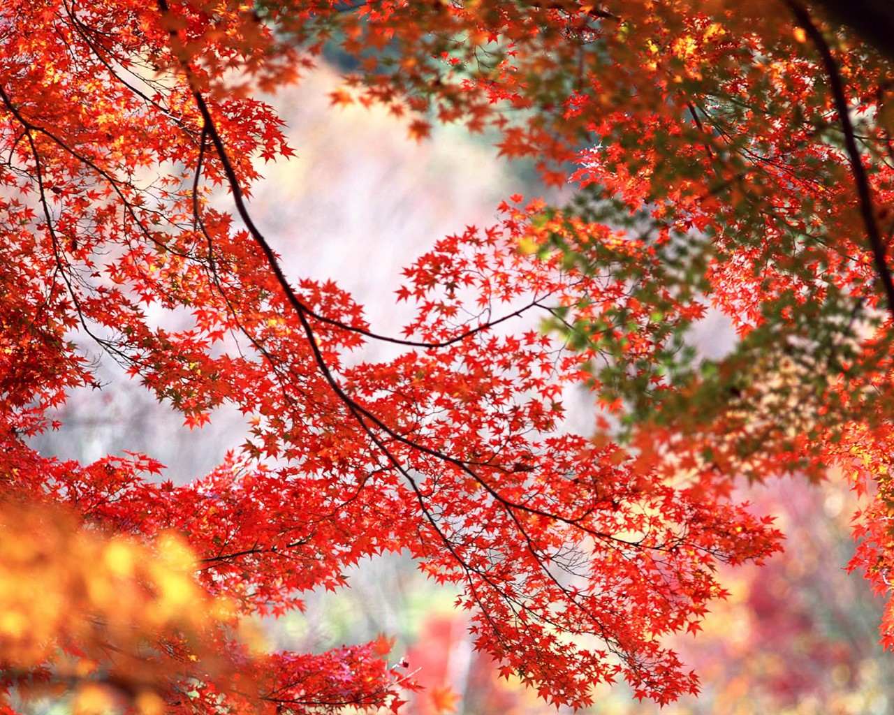 Listy HD Tapety Album #21 - 1280x1024