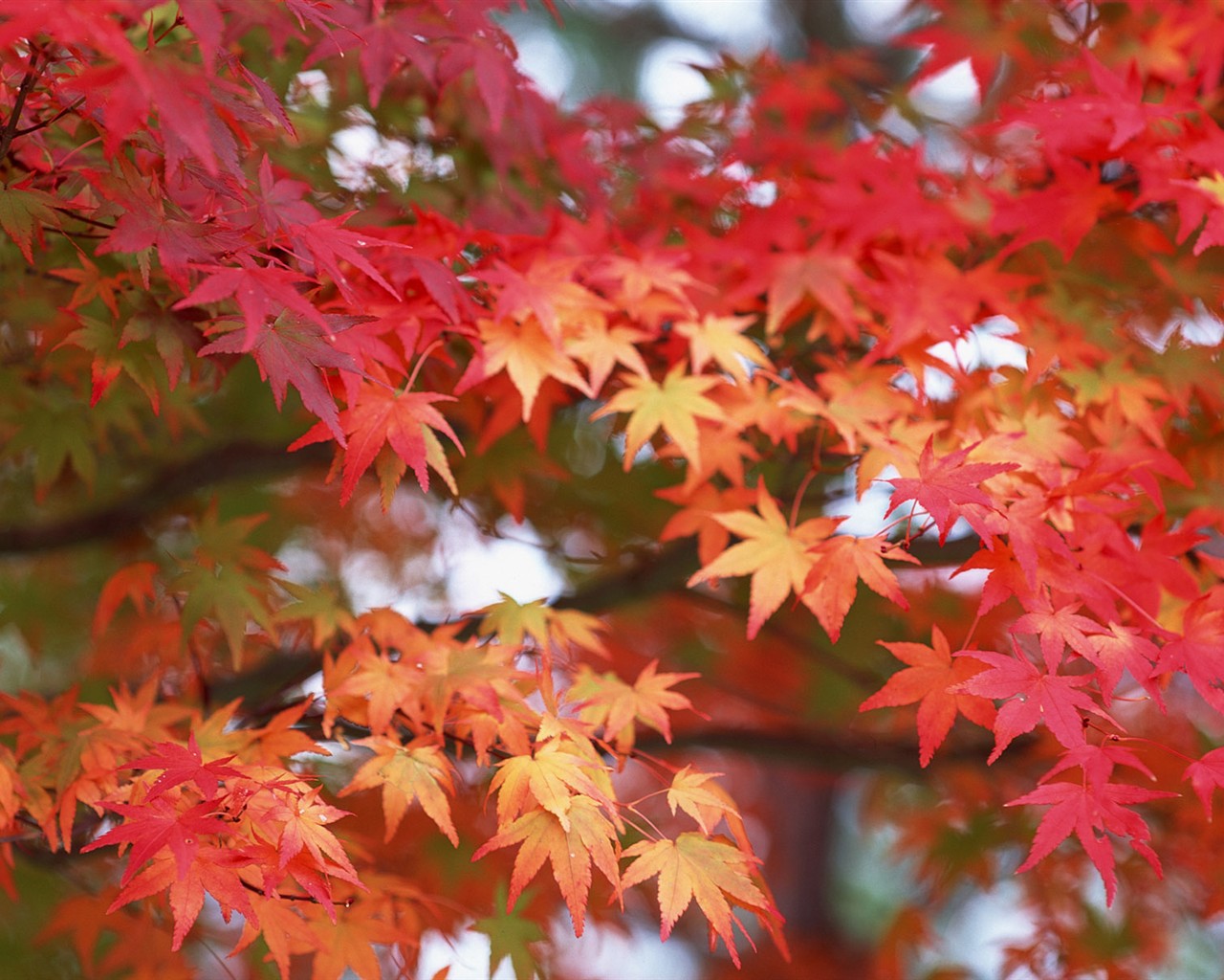 Leaves HD Wallpapers Album #22 - 1280x1024