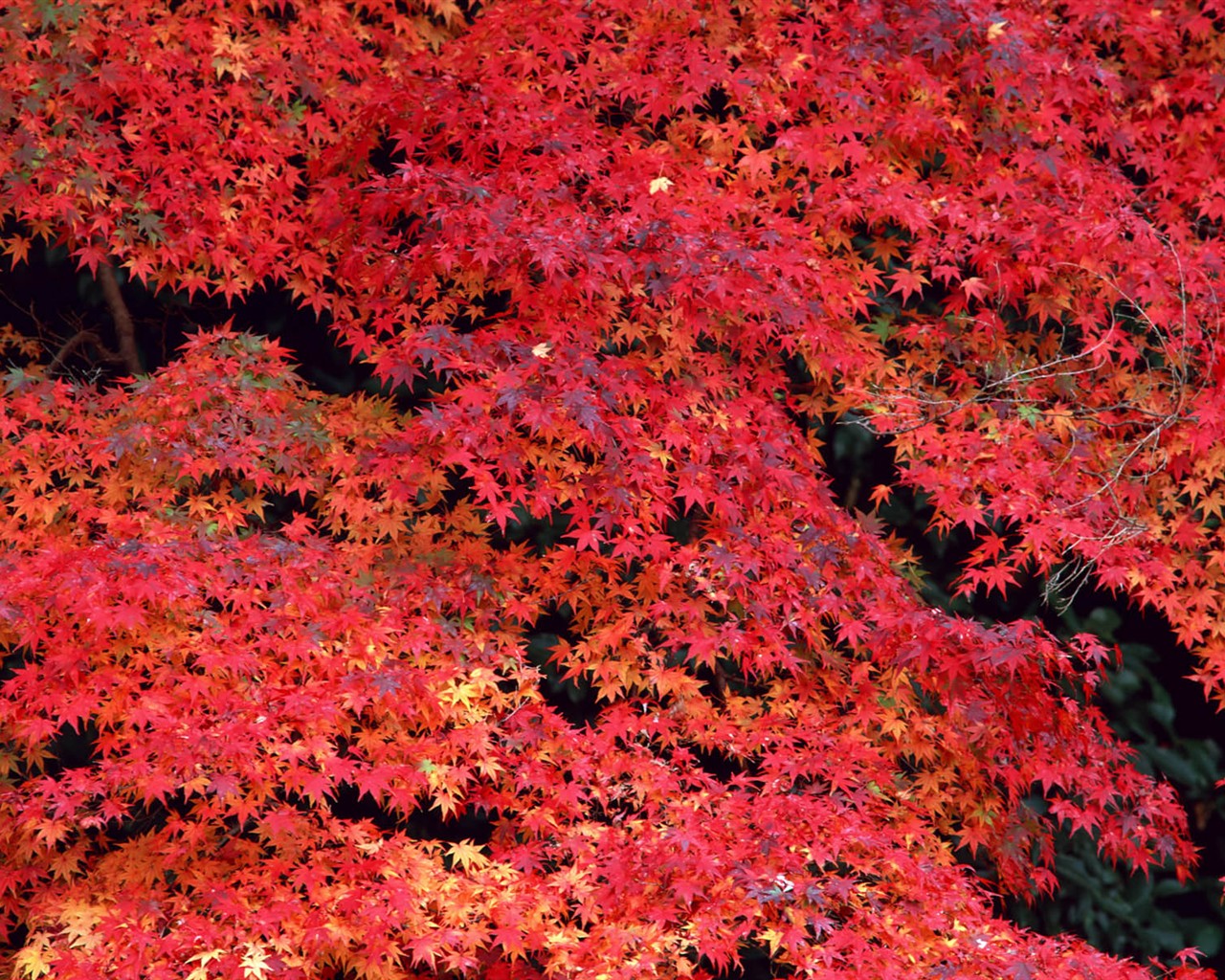 Listy HD Tapety Album #24 - 1280x1024