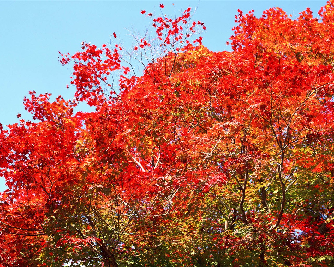 Listy HD Tapety Album #25 - 1280x1024