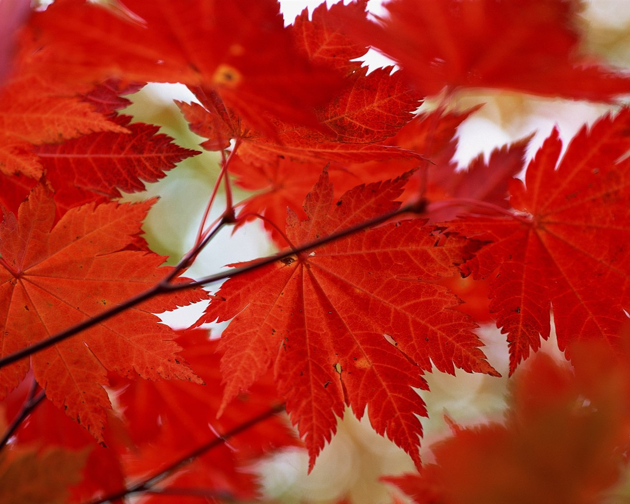 Feuilles HD Album Fonds d'écran #28 - 1280x1024