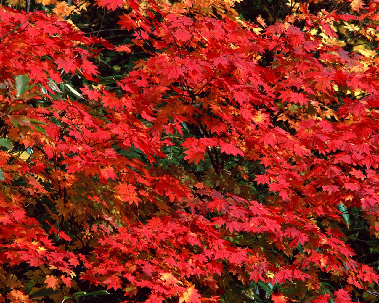 Leaves HD Wallpapers Album #29 - 1280x1024