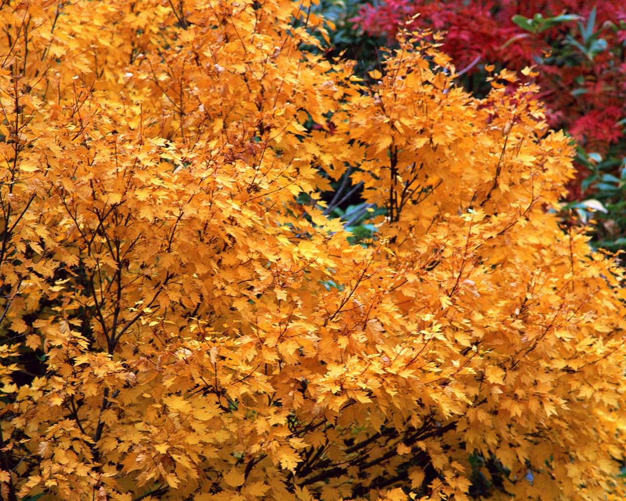 紅葉高清壁紙專輯 #31 - 1280x1024