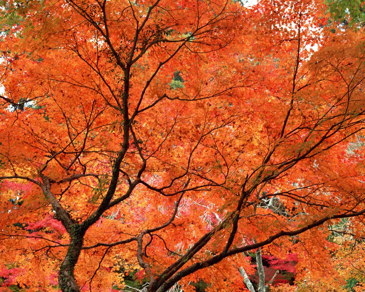 紅葉高清壁紙專輯 #35 - 1280x1024