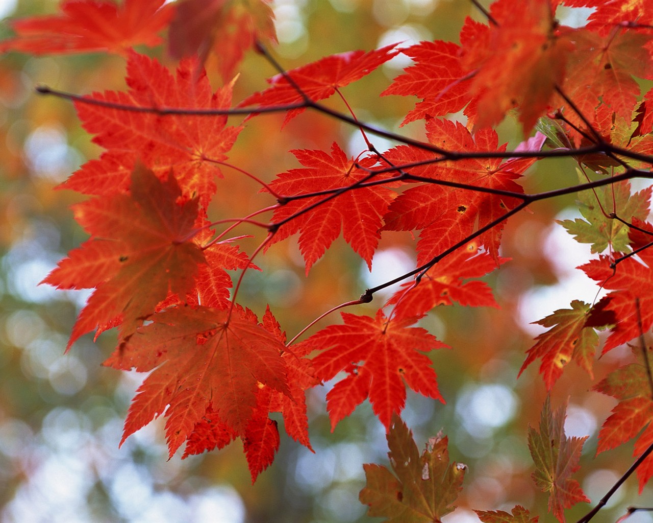 Leaves HD Wallpapers Album #36 - 1280x1024