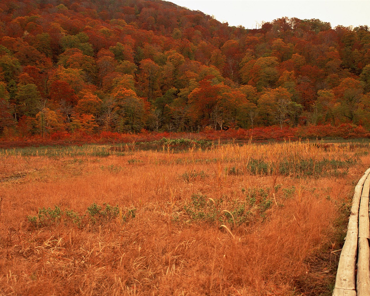 紅葉高清壁紙專輯 #37 - 1280x1024