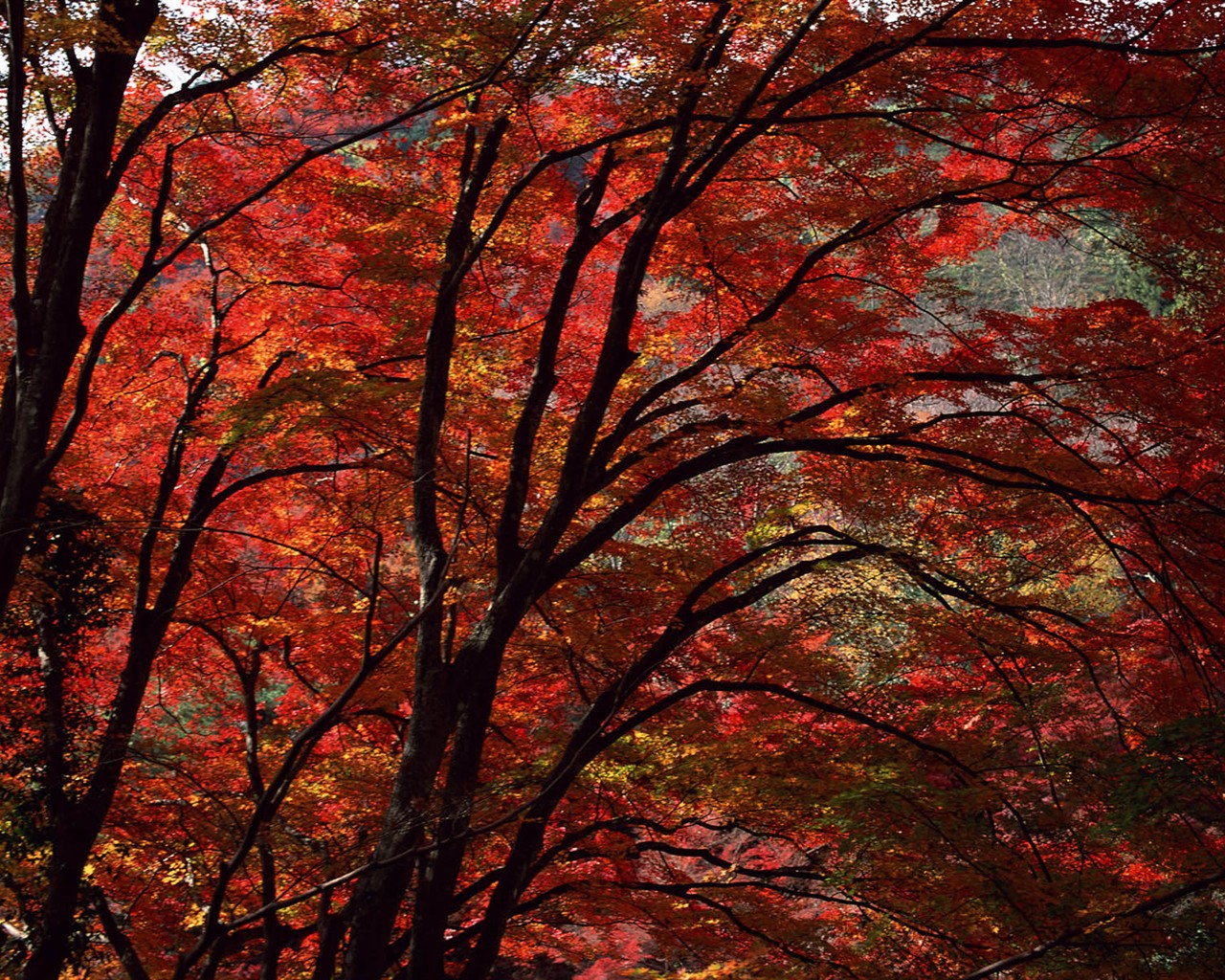 Leaves HD Wallpapers Album #38 - 1280x1024
