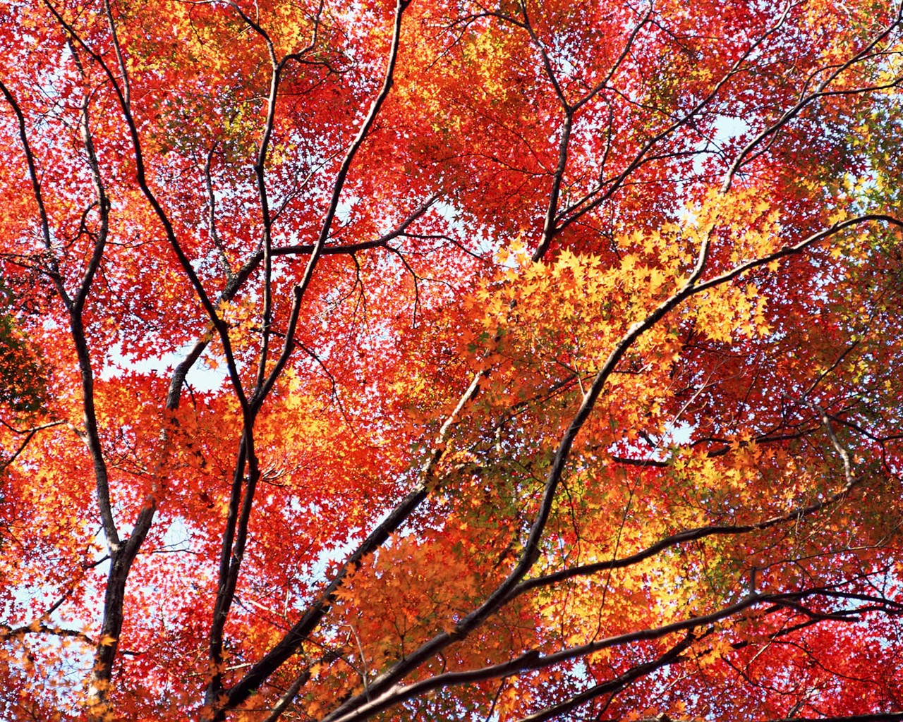 Leaves HD Wallpapers Album #40 - 1280x1024