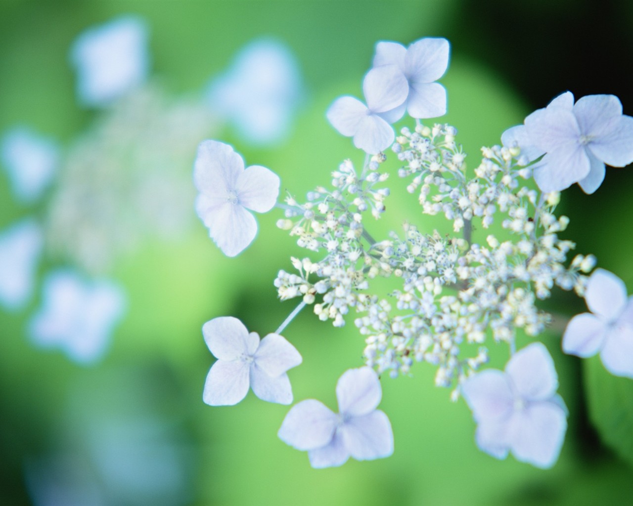 Soft Focus květina Tapeta #1 - 1280x1024