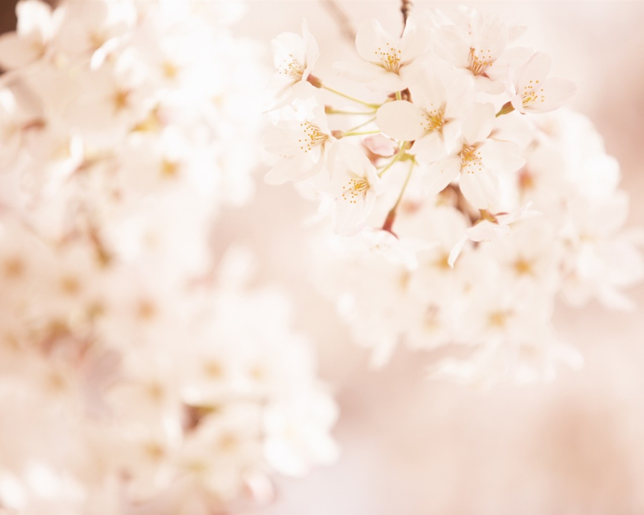 Soft Focus Flower Wallpaper #3 - 1280x1024