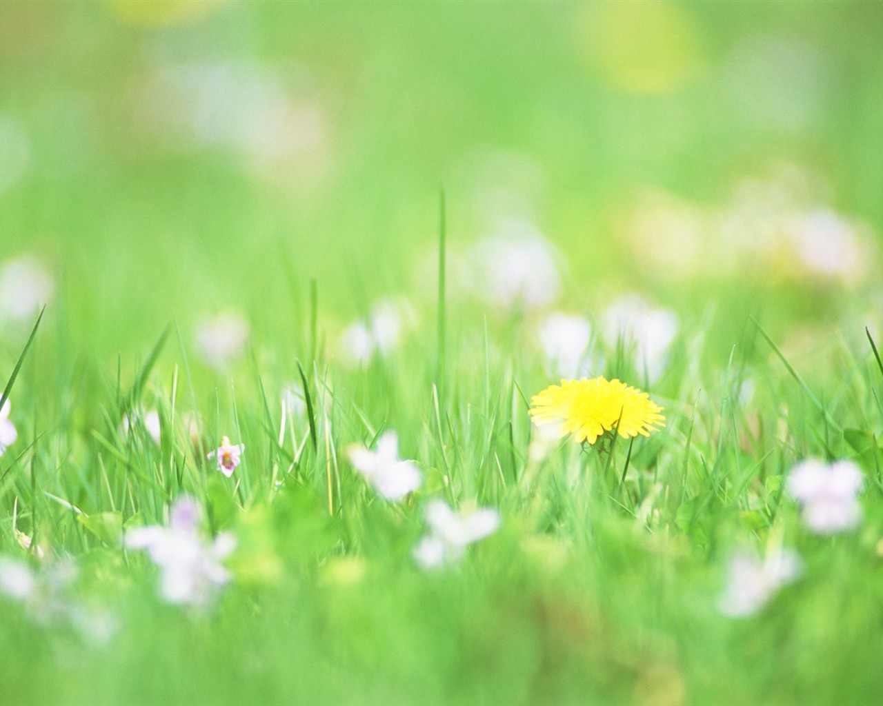 Soft Focus květina Tapeta #4 - 1280x1024